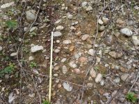 見学地①、山砂利層の近景、亜円礫主体で礫表面に風乾褐色化が見られる