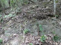 見学地①、左上盤に山砂利層、右下盤に古生代泥質岩が接する