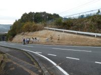 見学地④、道路沿いのり面に平坦面と調和的に堆積した中新統砂岩